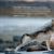 Wolf Island