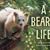 A Bear's Life