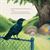 A Garden of Berries and Crows