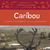Caribou