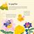 Les insectes
