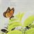 Le papillon monarque